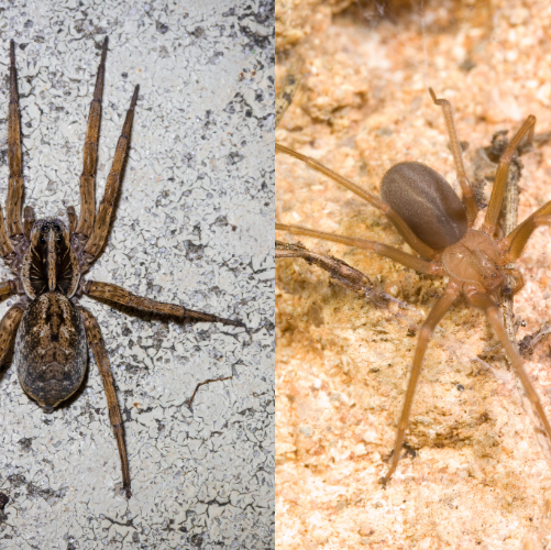 Brown Recluse vs Wolf Spider: How to Spot the Difference and Stay Safe