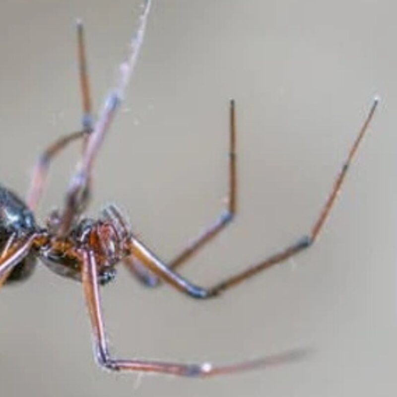 Spider Bite vs Mosquito Bite How to Tell the Difference and What to Do
