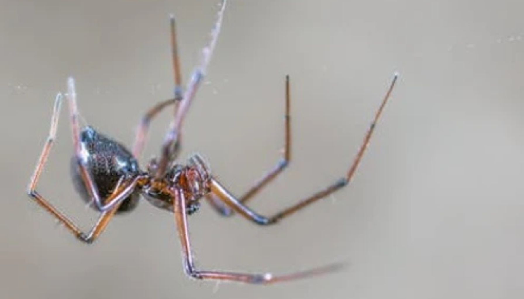 Spider Bite vs Mosquito Bite: How to Tell the Difference and What to Do