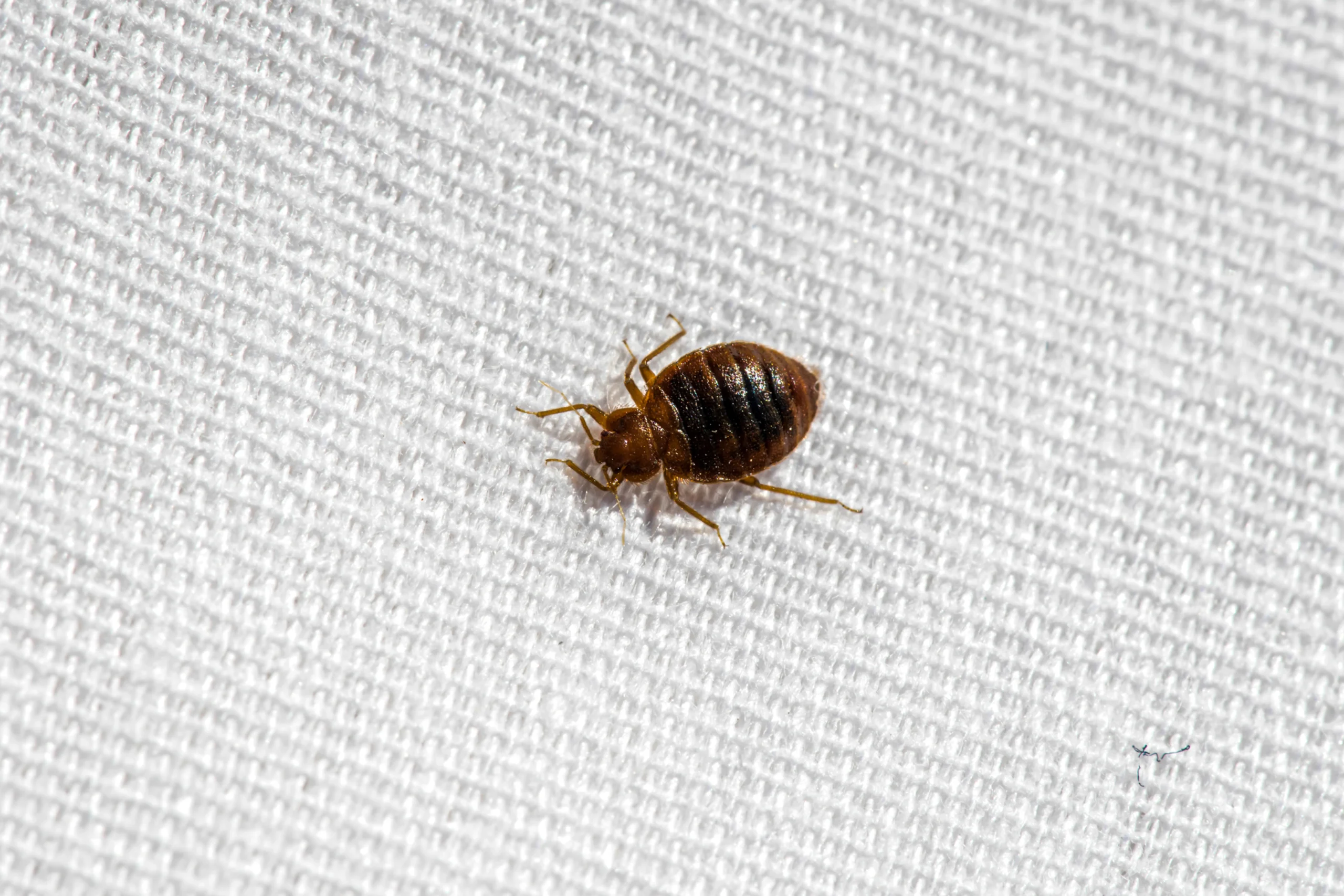 Early Signs of Bed Bug Infestation and What You Should Do Next