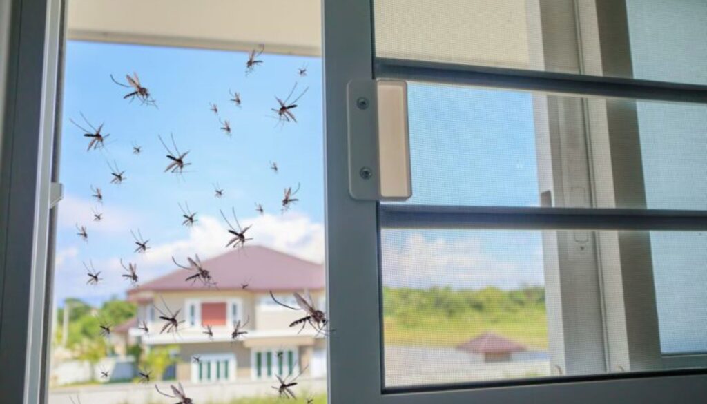 How-to-Get-Rid-of-Mosquitoes-in-the-House