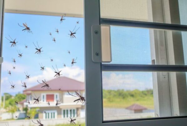 How-to-Get-Rid-of-Mosquitoes-in-the-House