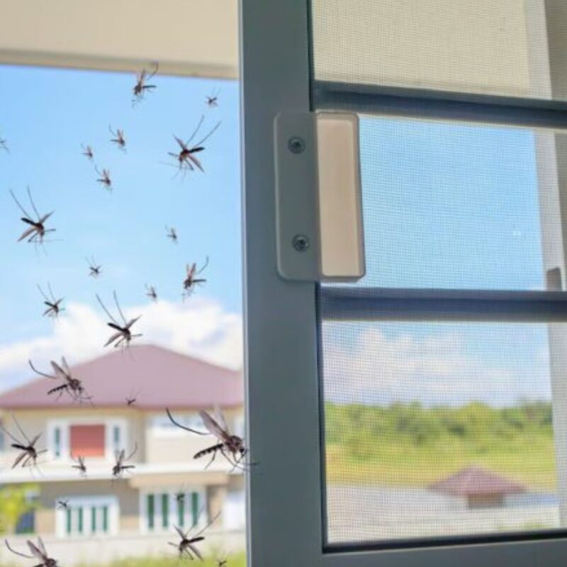 How-to-Get-Rid-of-Mosquitoes-in-the-House