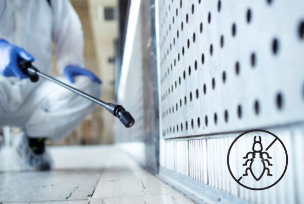How Can You Prevent Termites from Damaging Your Home?