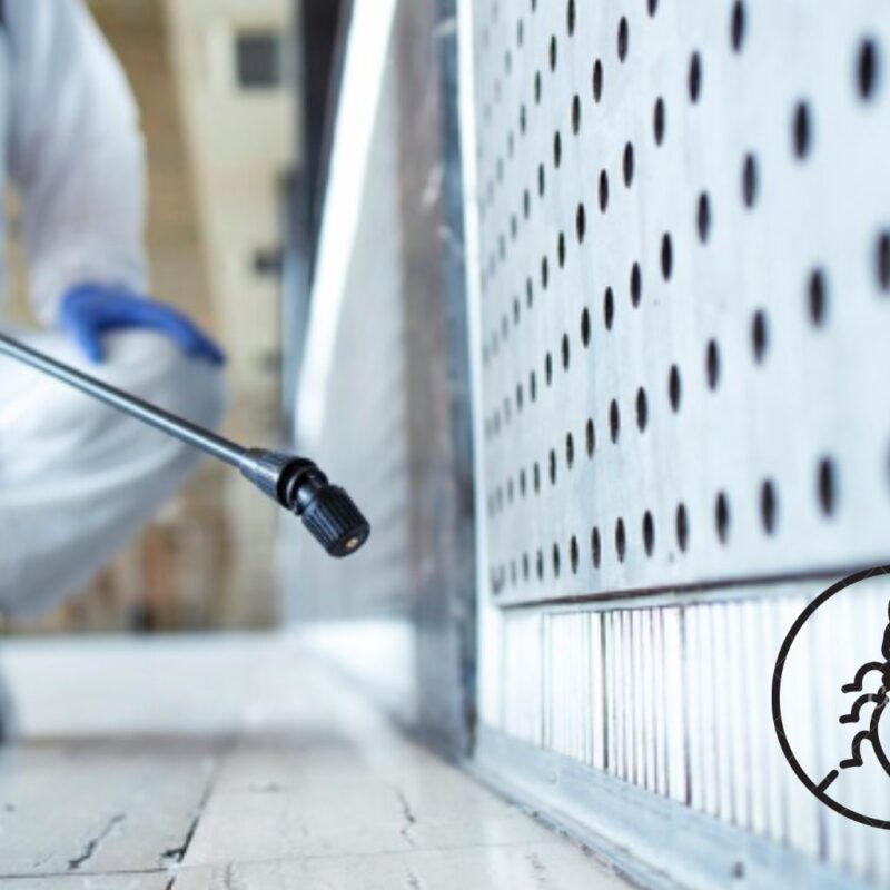 How Can You Prevent Termites from Damaging Your Home?