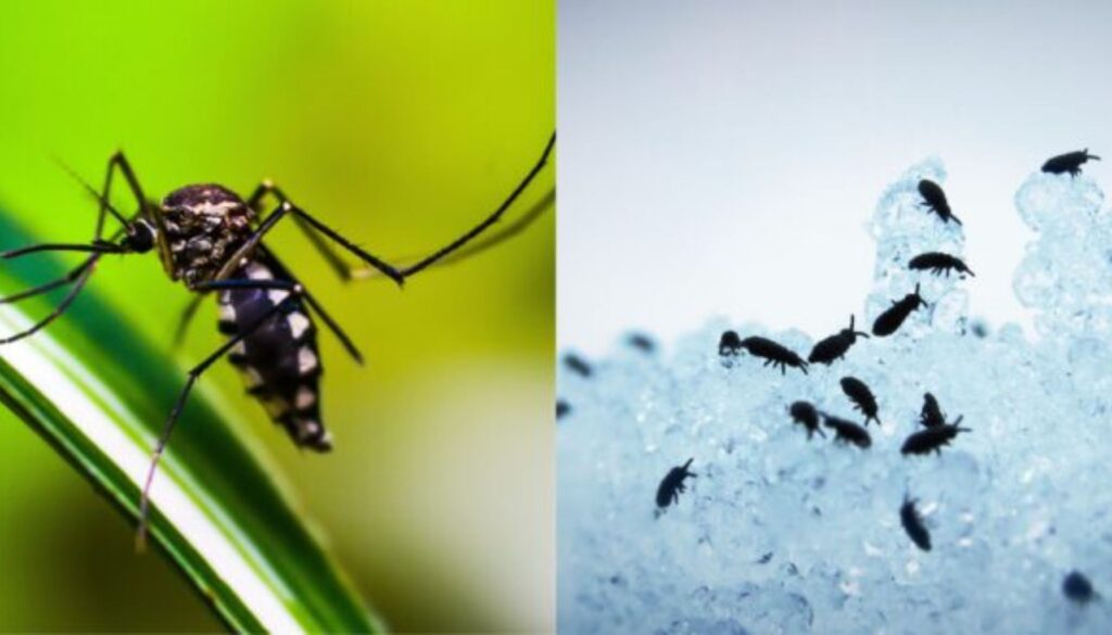 Mosquito vs Flea Bite How to Identify, Treat & Prevent Them