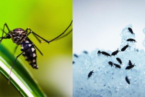 Mosquito vs Flea Bite How to Identify, Treat & Prevent Them