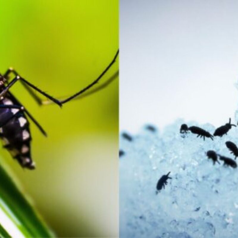 Mosquito vs Flea Bite How to Identify, Treat & Prevent Them