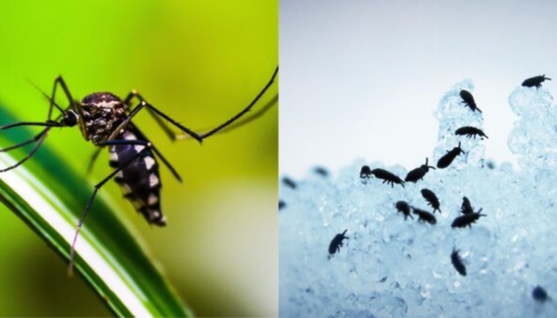 Mosquito vs Flea Bite: How to Identify, Treat & Prevent Them