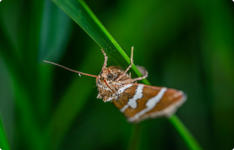 Moth Benefits