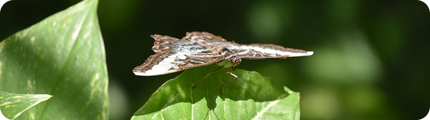 Moths-Control works
