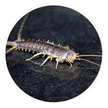 Choose Magna Pest for Silverfish control-2