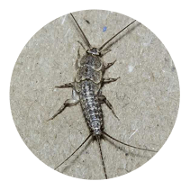 Choose Magna Pest for Silverfish control