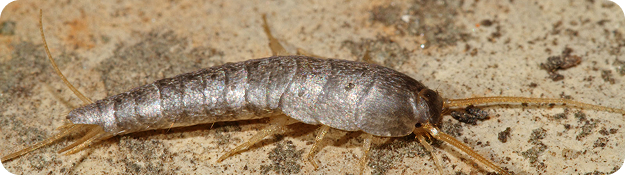 Silverfish Pest Control Works