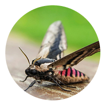 Trust Magna Pest for Moth Control--2
