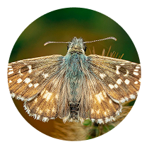 Trust Magna Pest for Moth Control
