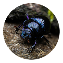 Carpet Beetle Control