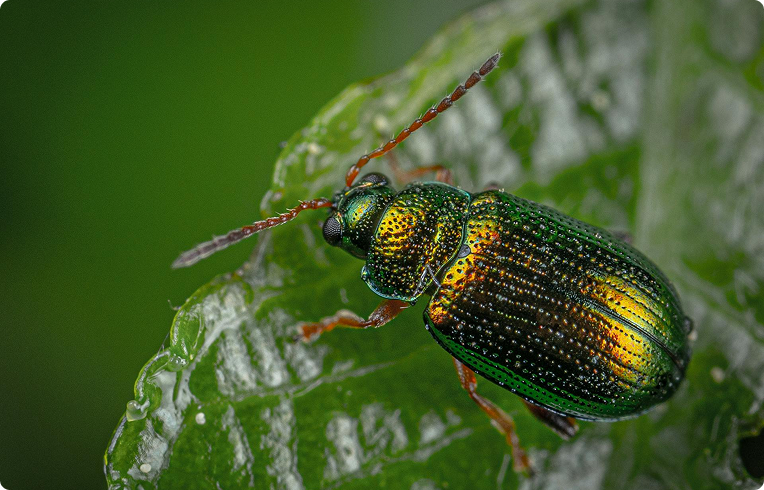 Carpet Beetle Control Benefits