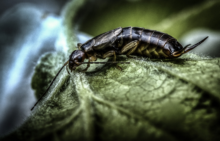 Earwig Control Benefits