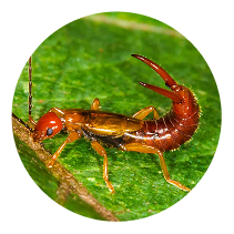 Earwig Control