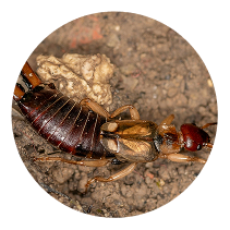 Earwig Control