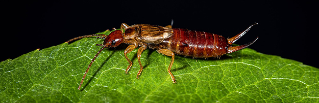 Earwig Control Works