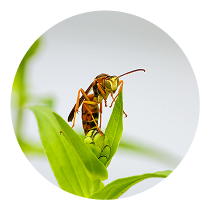 Hornets control