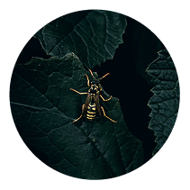 Hornets control