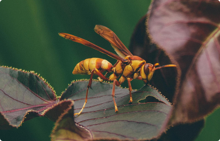 Hornets control benefits