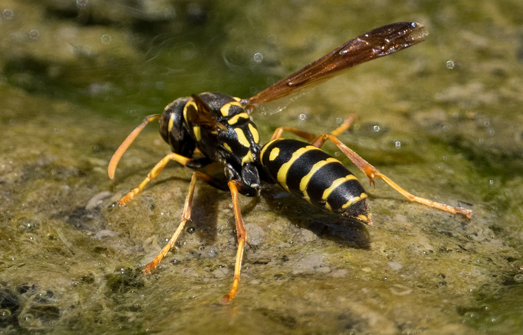 Paper Wasp Control Benefits