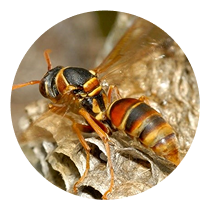 Paper Wasp Control Choose-1