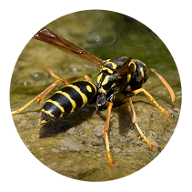 Paper Wasp Control Choose-2