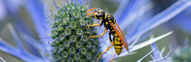 Paper Wasp Control Works