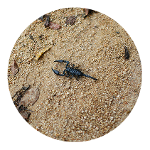 Scorpion-control-1