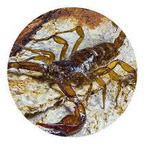 Scorpion-control-2