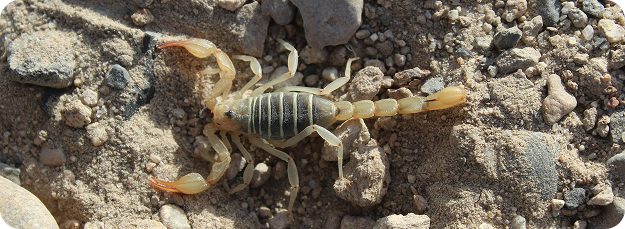 Scorpion control services