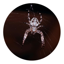 Spider-control-2