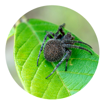 Spider-control