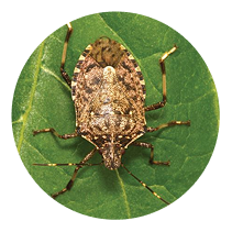Stinkbug control