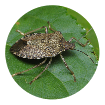Stinkbug control
