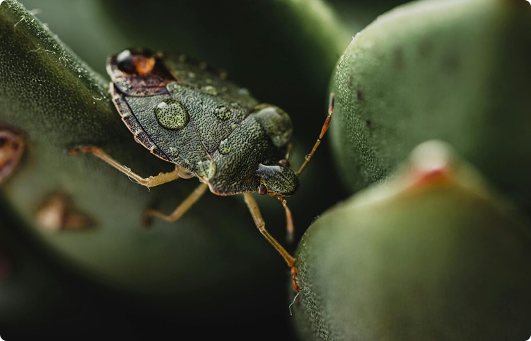 Stinkbug control benefits