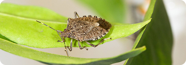 Stinkbug control works