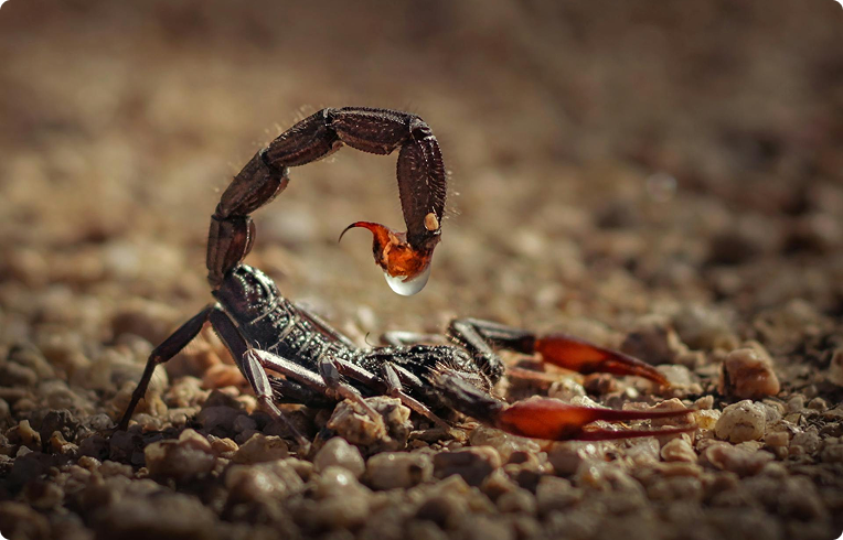 scorpion control benefits