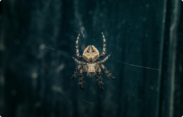 spider control benefits