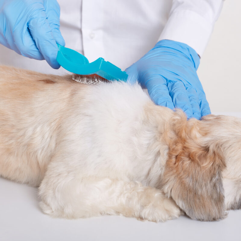 Top 5 DIY Tips to Keep Fleas and Ticks Away from Pets